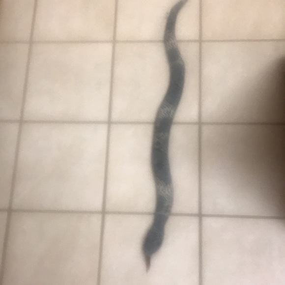 Faux Snake - Picture 2 of 12